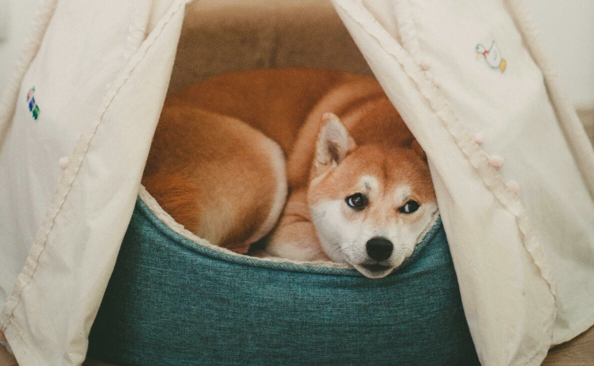 Why Does My Dog Hide Under the Bed - Shiba Inu in bed with teepee