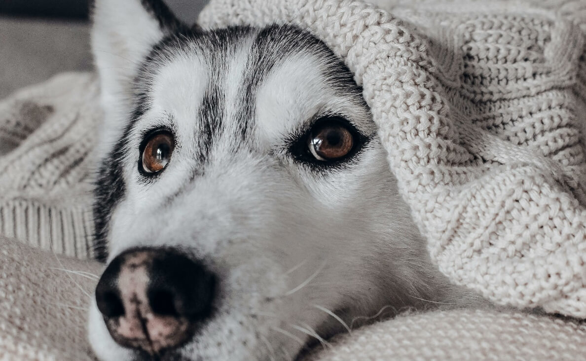Why Does My Dog Hide Under the Bed - Siberian Husky under knitted afghan