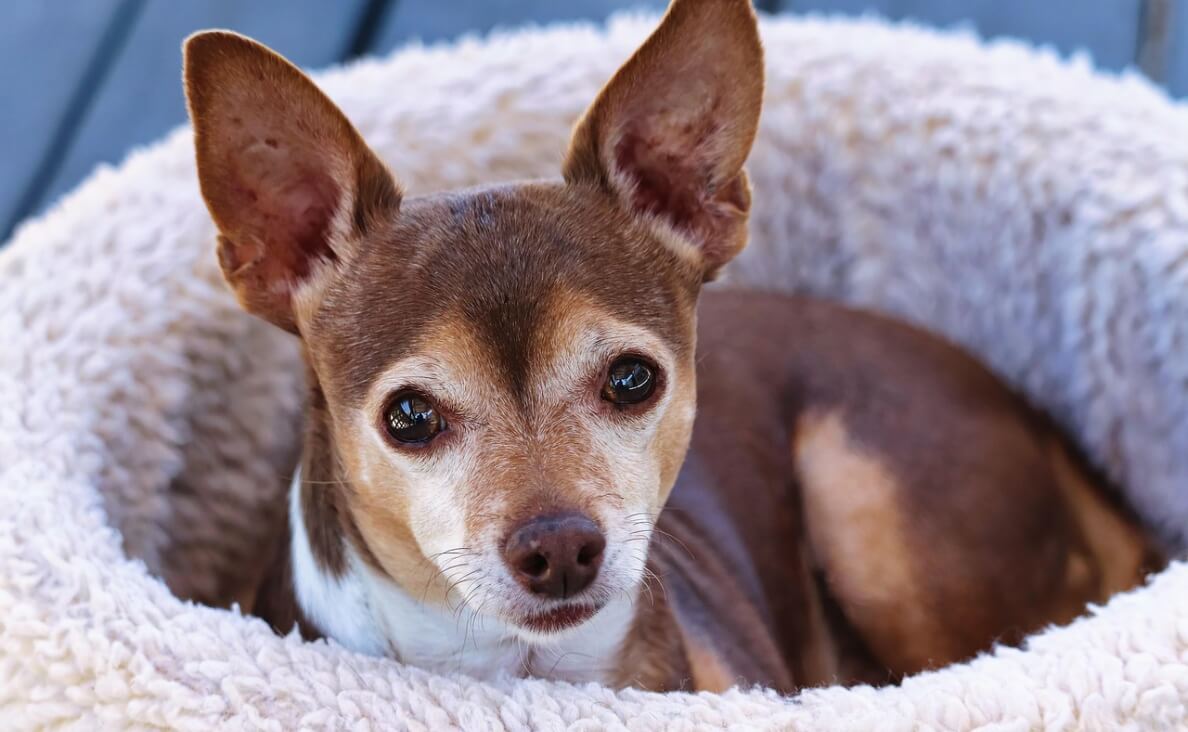 Why Does My Dog Hide Under the Bed - chihuahua in donut bed