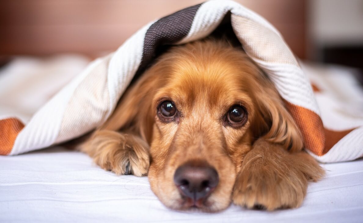 Why Does My Dog Hide Under the Bed - english cocker spaniel hiding under a blanket