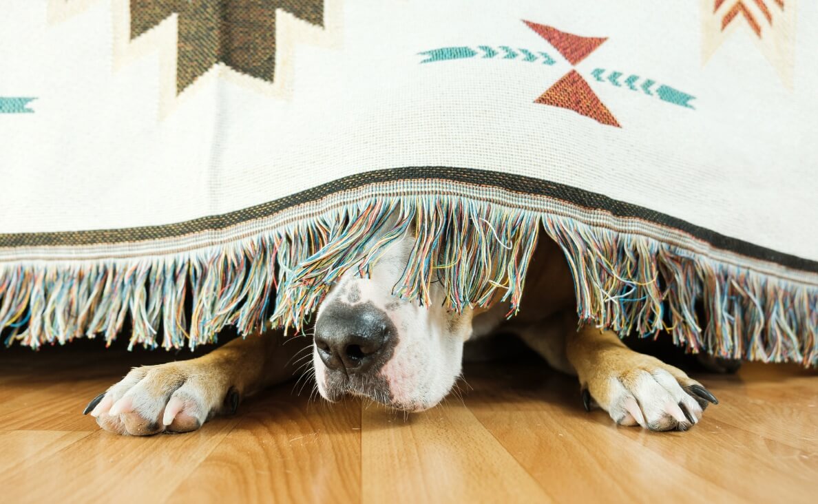 Why Does My Dog Hide Under the Bed? Causes and Solutions