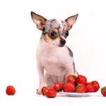 Are Strawberries Safe for Dogs? What Dog Parents Need to Know