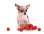 Are Strawberries Safe for Dogs? What Dog Parents Need to Know