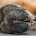 Dog Paw Care 101: Keep Your Pup’s Paws Healthy