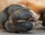 Dog Paw Care 101: Keep Your Pup’s Paws Healthy