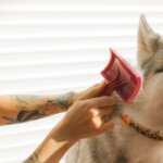 Best Dog Brush for Shedding: Top Picks for a Fur-Free Home