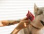Best Dog Brush for Shedding: Top Picks for a Fur-Free Home