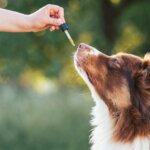 Do Dogs Need Fish Oil? Why Omega-3s Matter