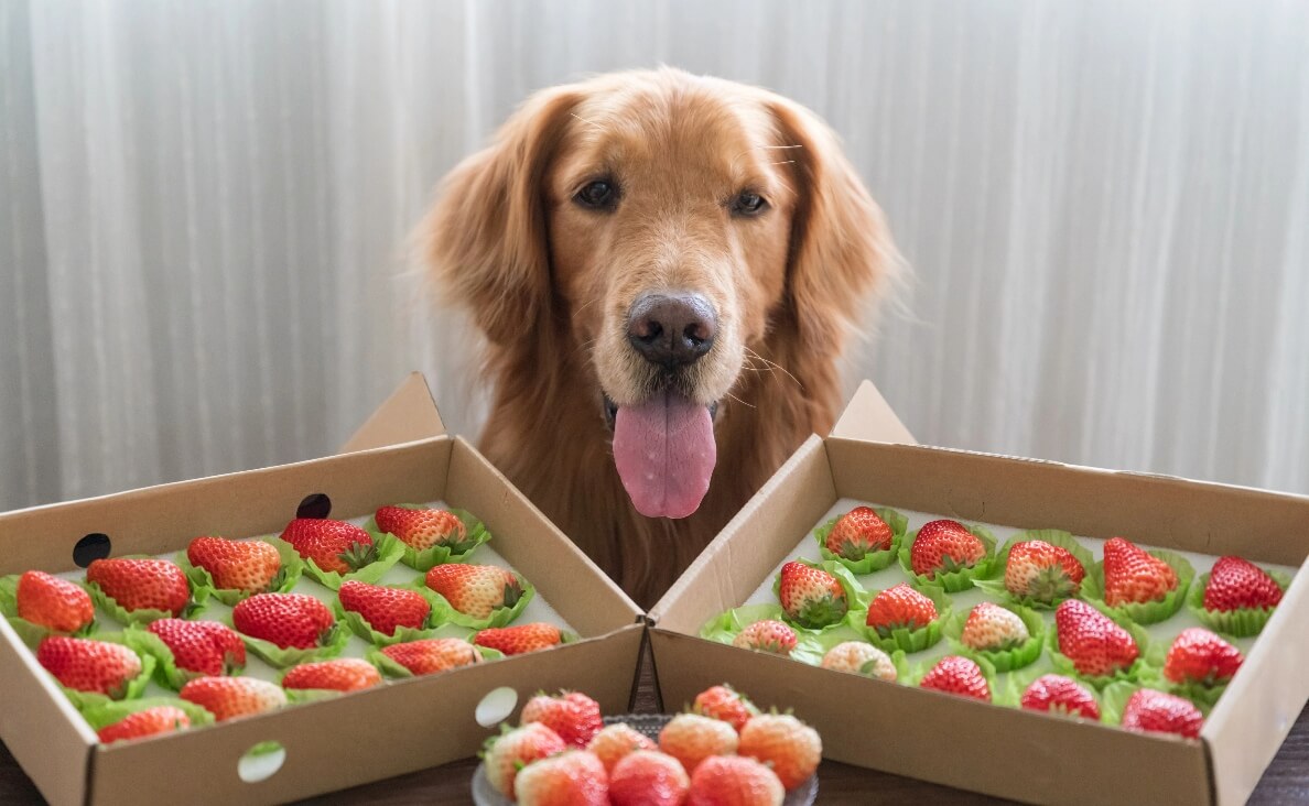 ARE STRAWBERRIES SAFE FOR DOGS - GOLDEN RETRIEVER WITH PALETTES OF STRAWBERRIES