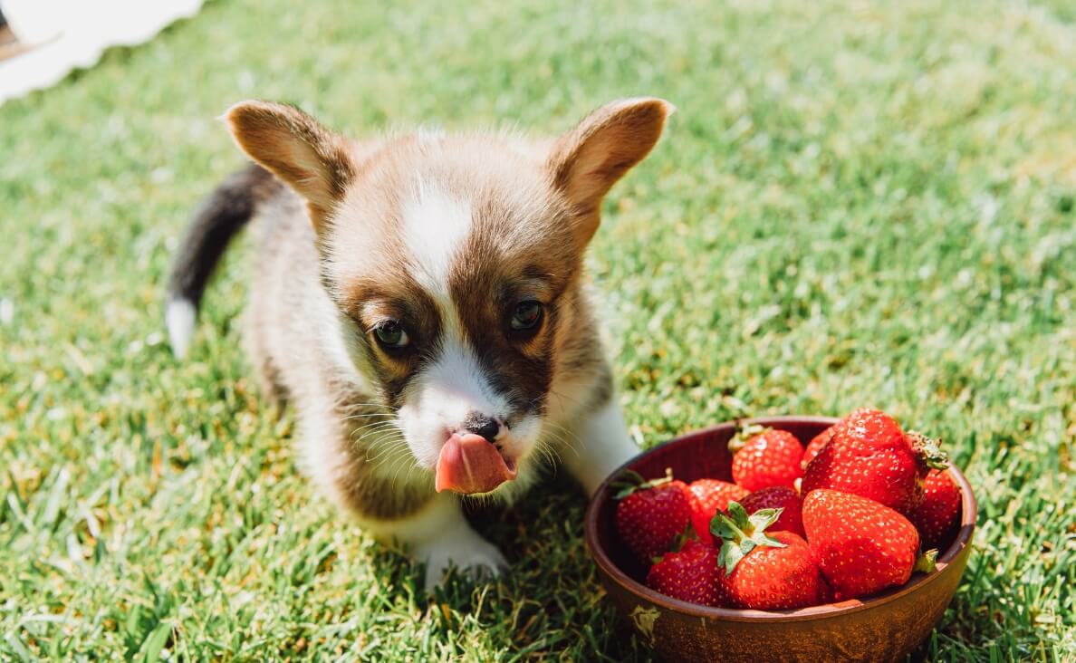 ARE STRAWBERRIES SAFE FOR DOGS - PUPPY WITH STRAWBERRIES