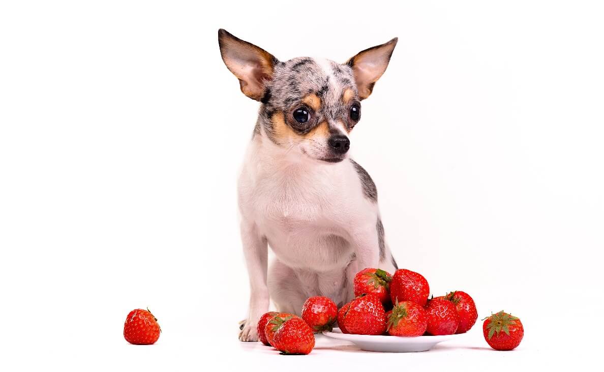 Are Strawberries Safe for Dogs? What Dog Parents Need to Know