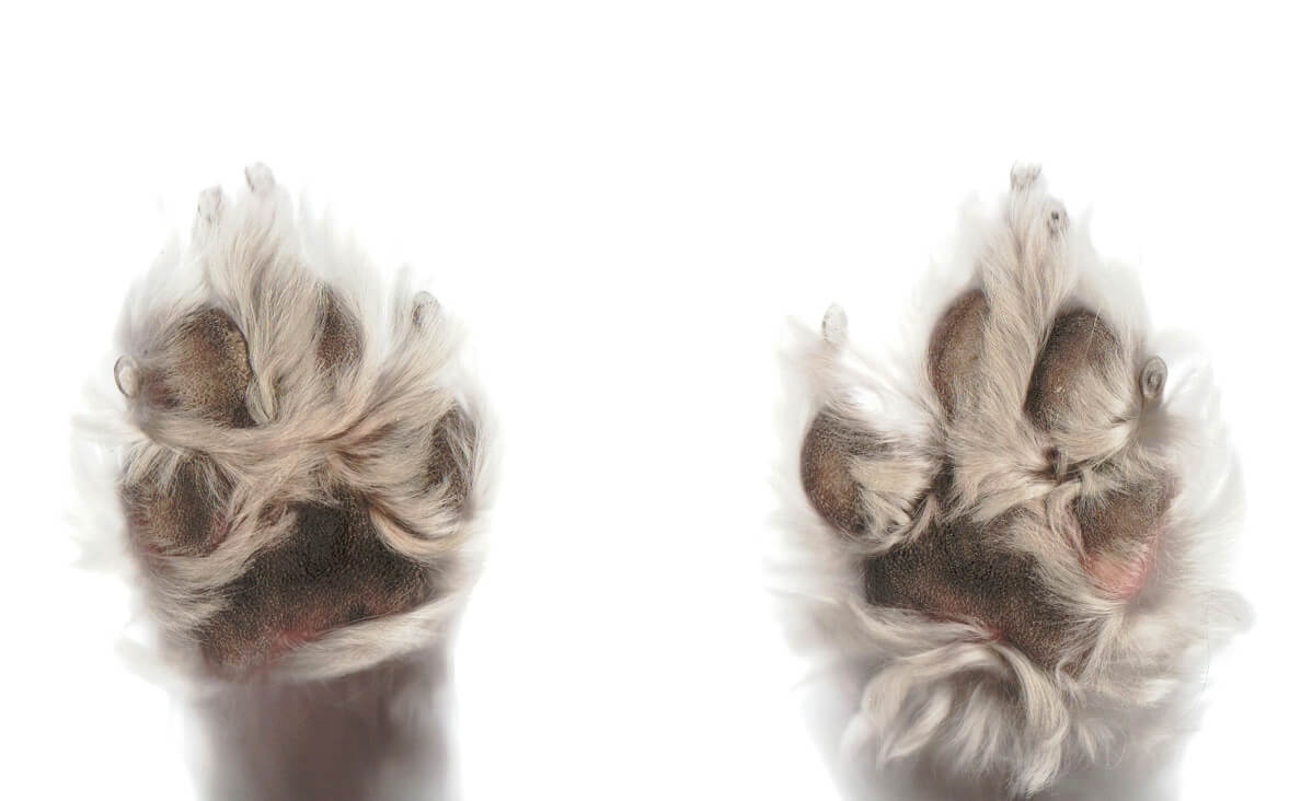 DOG PAW CARE 101 - DOG HOLDING PAWS UP