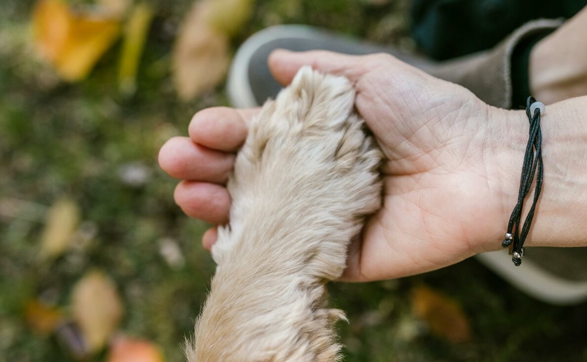 DOG PAW CARE 101 - DOG PAW IN HUMAN HAND