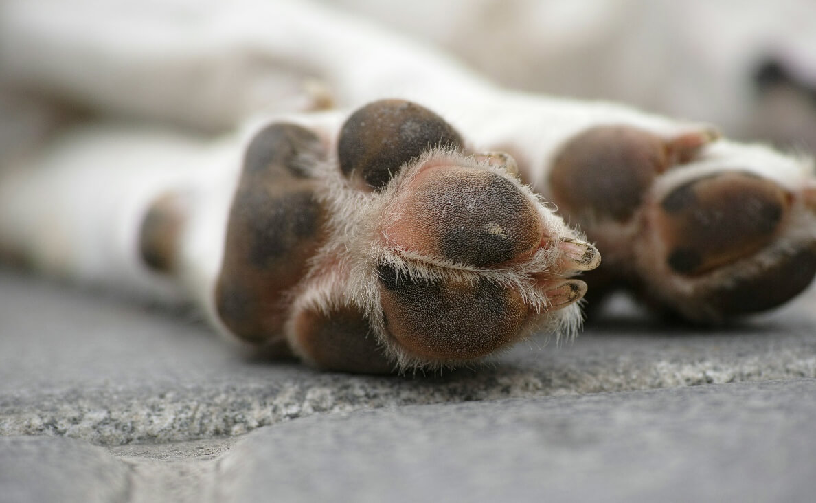 DOG PAW CARE 101 - WHITE DOG PAWS