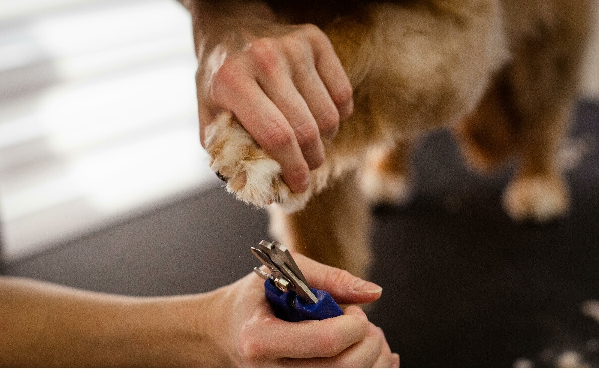 DOG PAW CARE 101 - WOMAN CLIPPING DOG'S PAWS