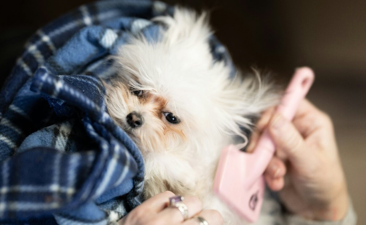 Dog Brush for Shedding - Mi-Ki
