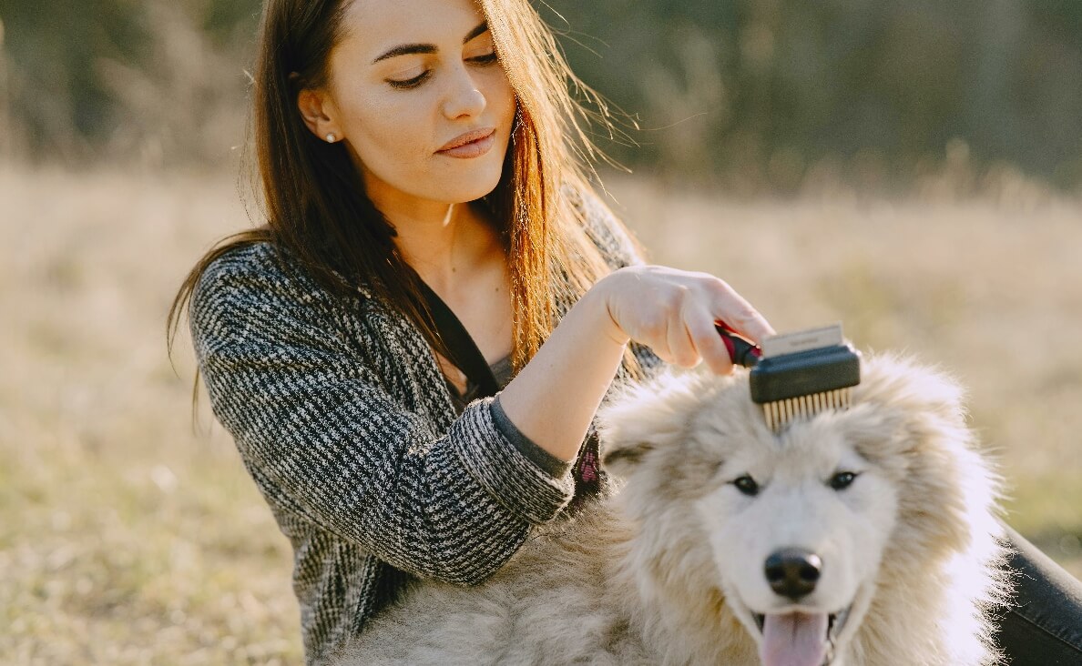Dog Brush for Shedding - samoyed
