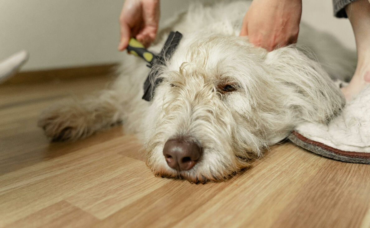 Dog Brush for Shedding - sapsali