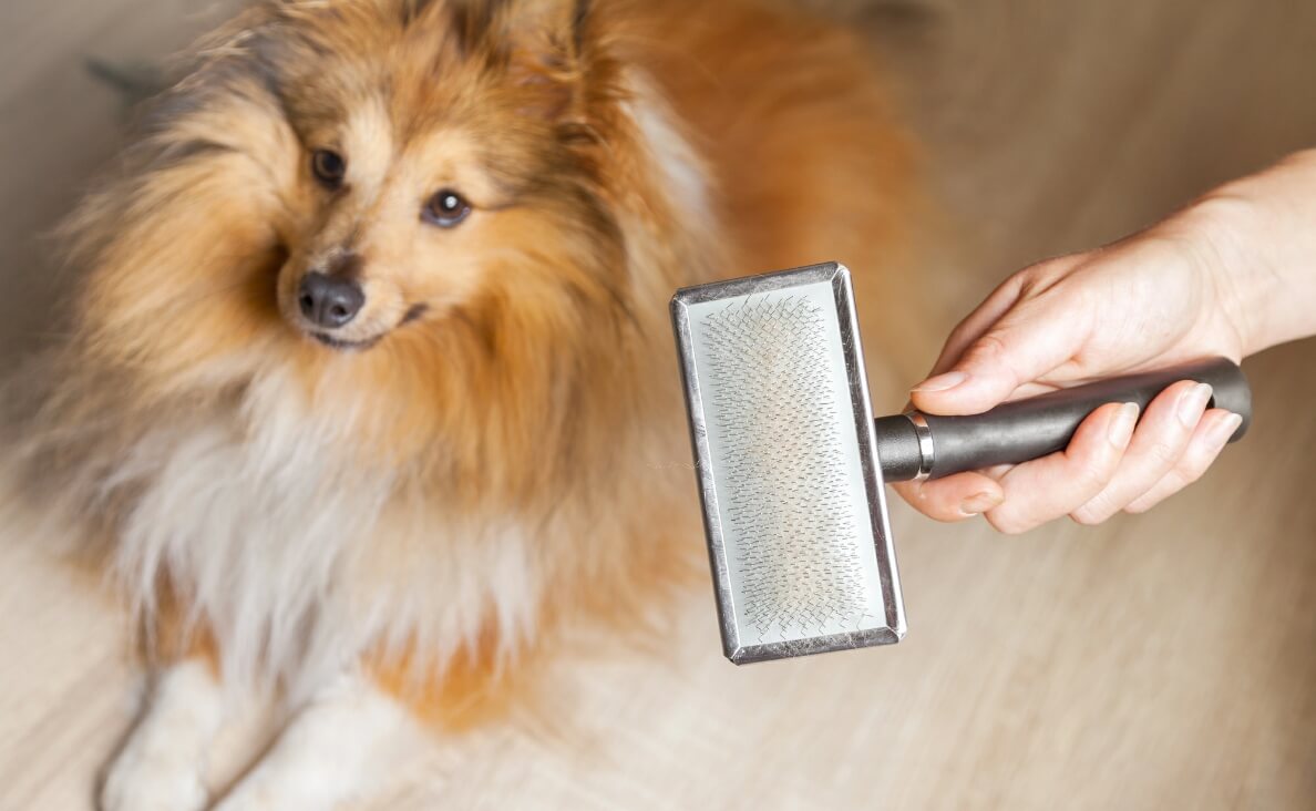 Dog Brush for Shedding - sheltie