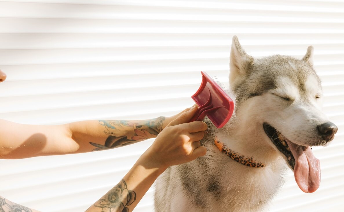 Best Dog Brush for Shedding: Top Picks for a Fur-Free Home
