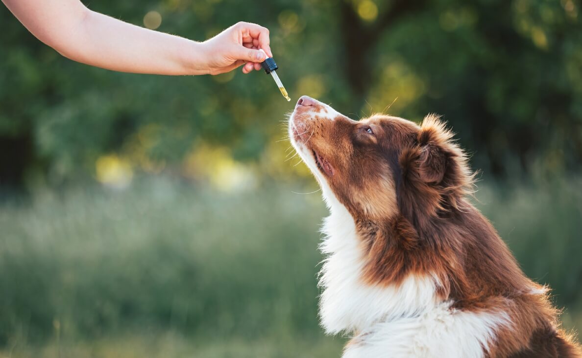 Do Dogs Need Fish Oil? Why Omega-3s Matter