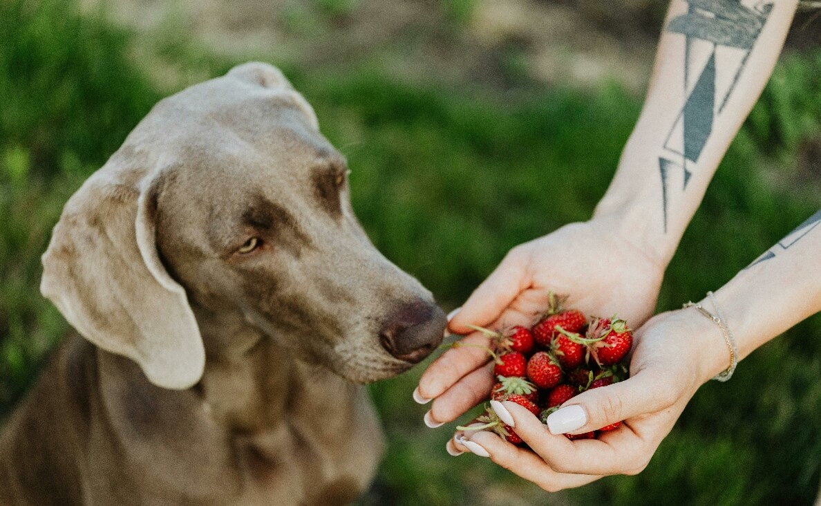 WOMAN SHOWING WEIMARANER DOG STRAWBERRIES