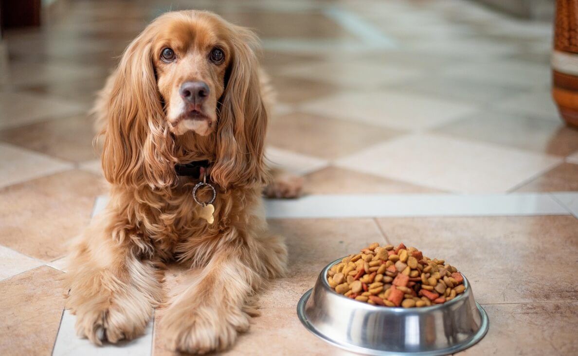 fish oil for dogs - English Cocker Spaniel laying next to food bowl