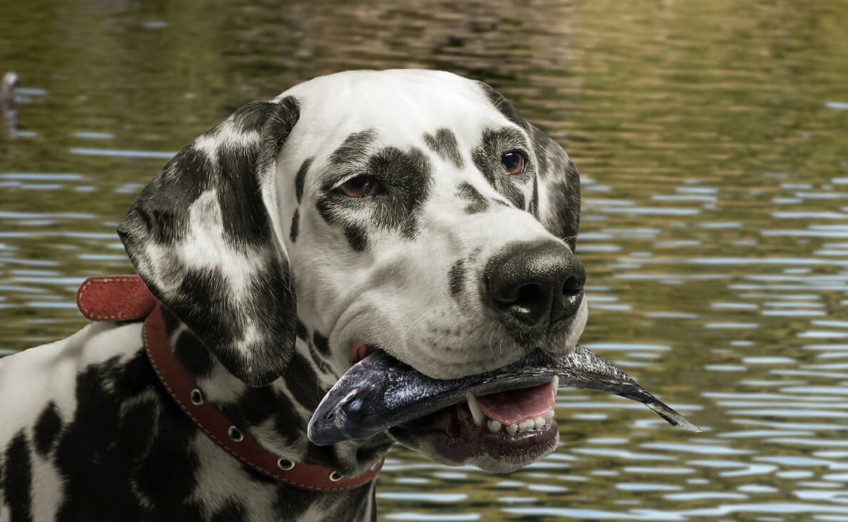 fish oil for dogs - dalamation with fish in its mouth