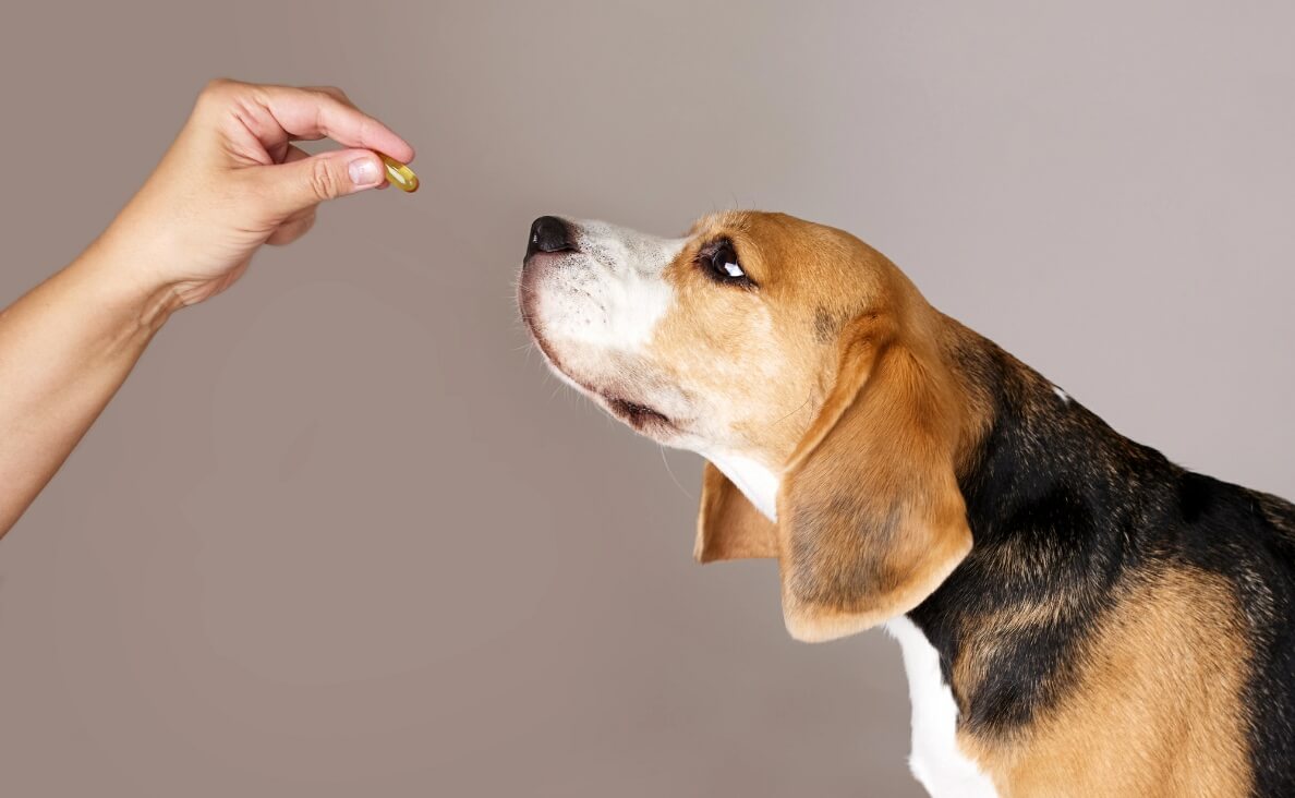 fish oil for dogs - woman giving beagle fish oil gel cap