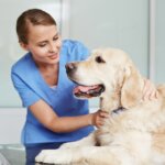 Can Geriatric Dogs Benefit from Chiropractic Care