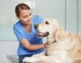 Can Geriatric Dogs Benefit from Chiropractic Care