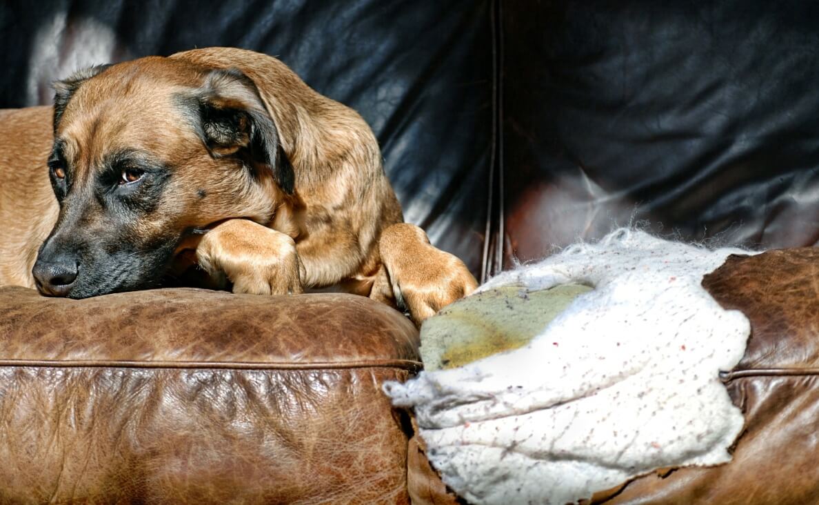 Bitter Apple Spray with Dogs german shepherd on chewed up couch
