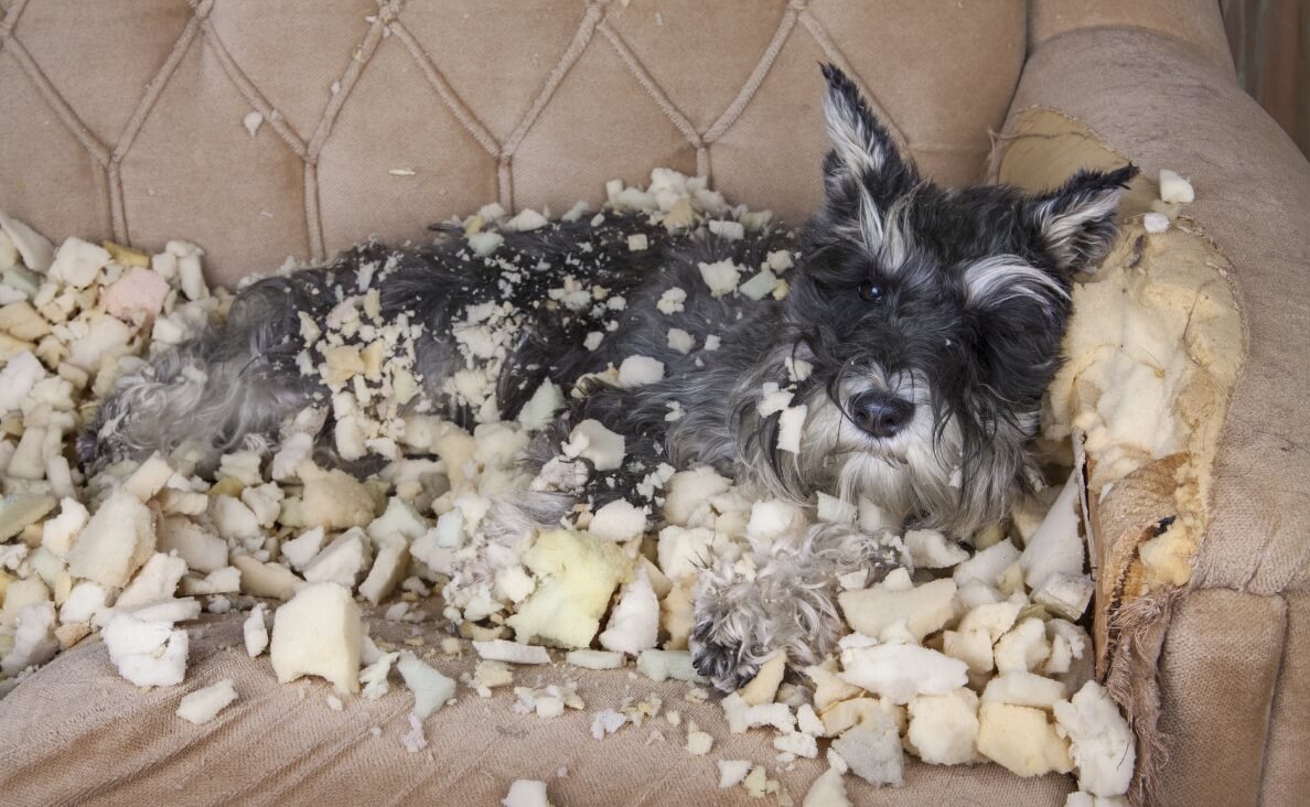 Bitter Apple Spray for Dogs: Pros, Cons, and Top Alternatives