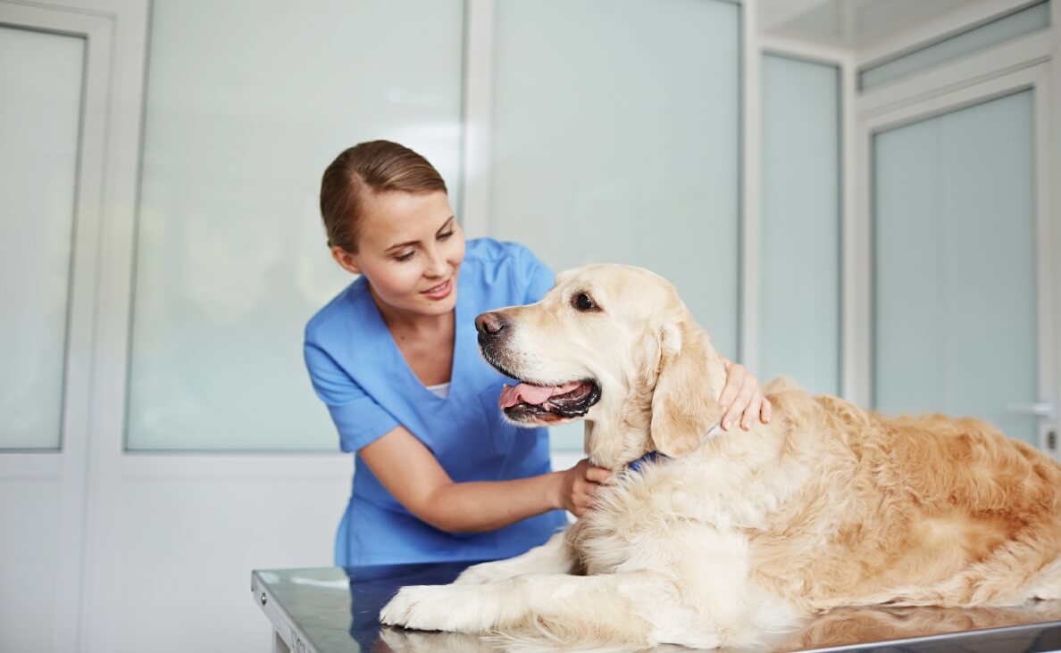 Can Geriatric Dogs Benefit from Chiropractic Care