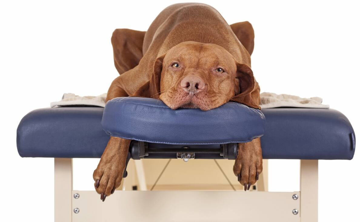 Geriatric Dogs Benefit from Chiropractic Care Vizsla on massage table