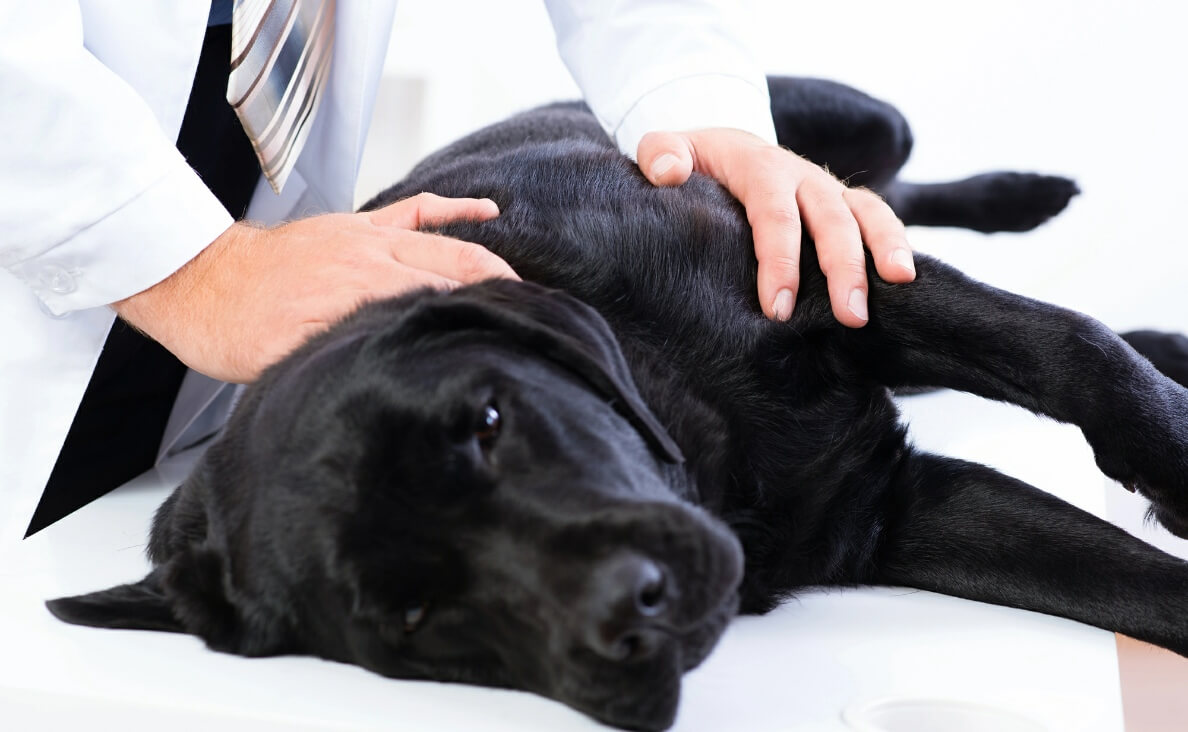 Geriatric Dogs Benefit from Chiropractic Care black lab