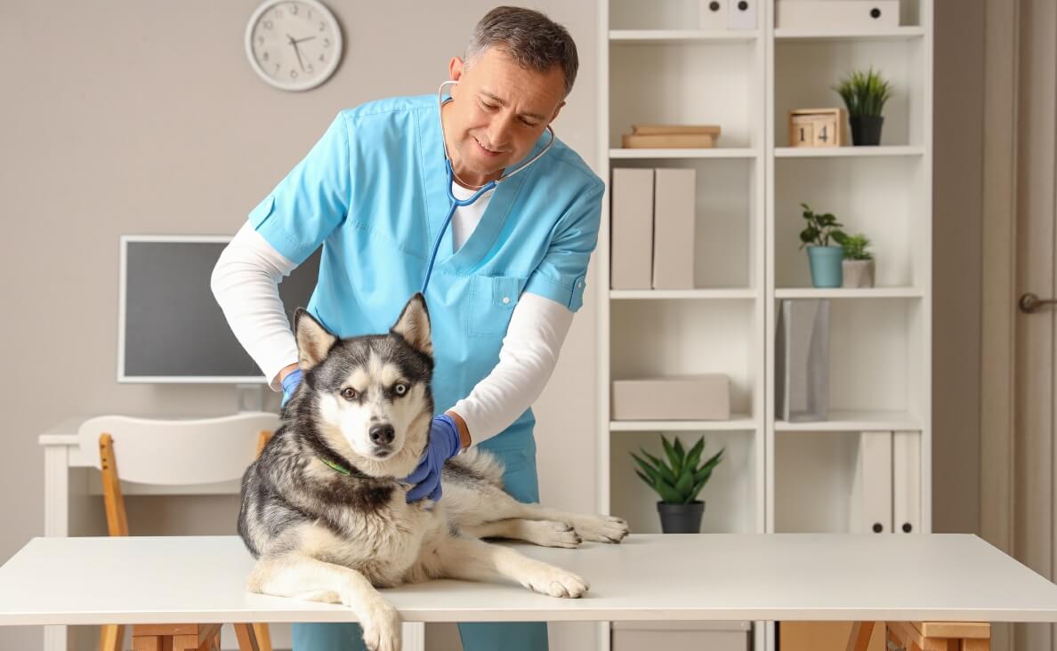 Geriatric Dogs Benefit from Chiropractic Care husky