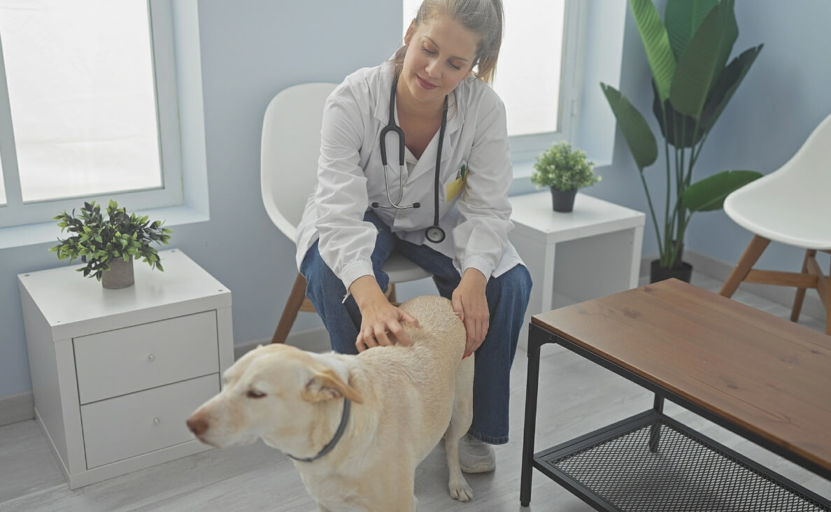 Geriatric Dogs Benefit from Chiropractic Care yellow lab