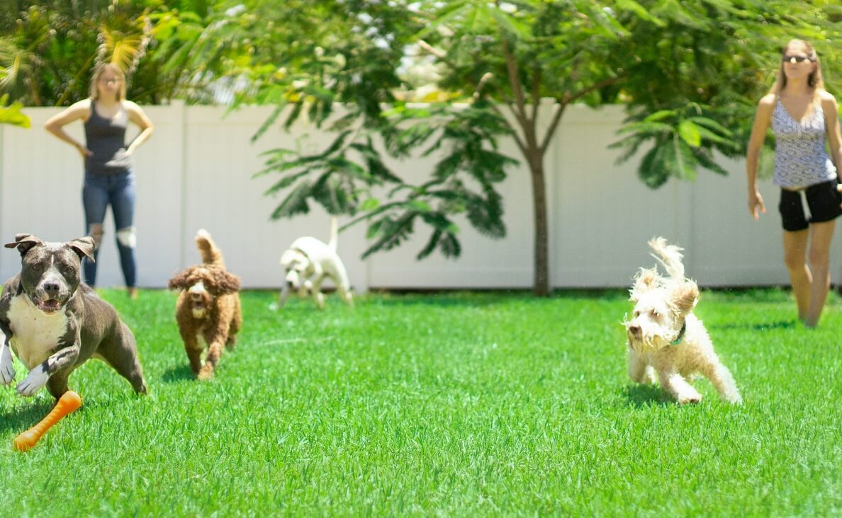 Socialize a Puppy - dog daycare