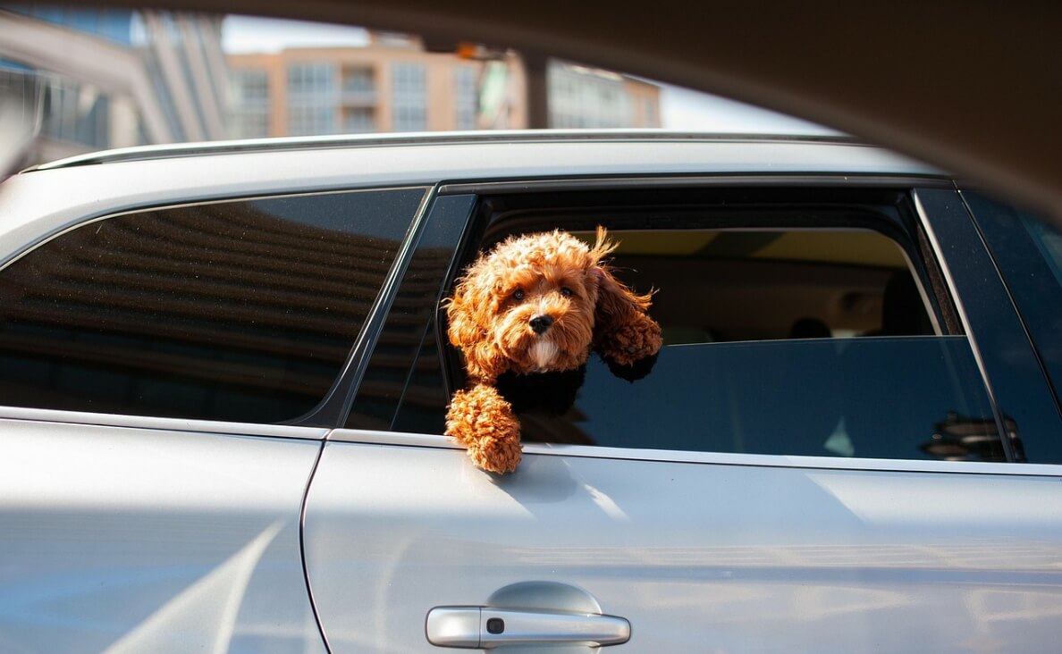 Socialize a Puppy - puppy riding in a car
