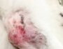 What is Canine Pyoderma? Skin Infections in Dogs Explained