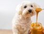 Is Peanut Butter Good for Dogs? What Pet Parents Should Know