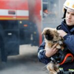 How to Protect Your Dog from Wildfire Smoke This Summer
