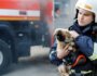 How to Protect Your Dog from Wildfire Smoke This Summer