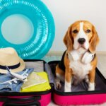 What to Know Before You Travel With Your Dog for an Extended Time