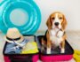 What to Know Before You Travel With Your Dog for an Extended Time