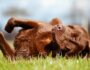 Why Do Dogs Roll in the Grass? 5 Surprising Reasons