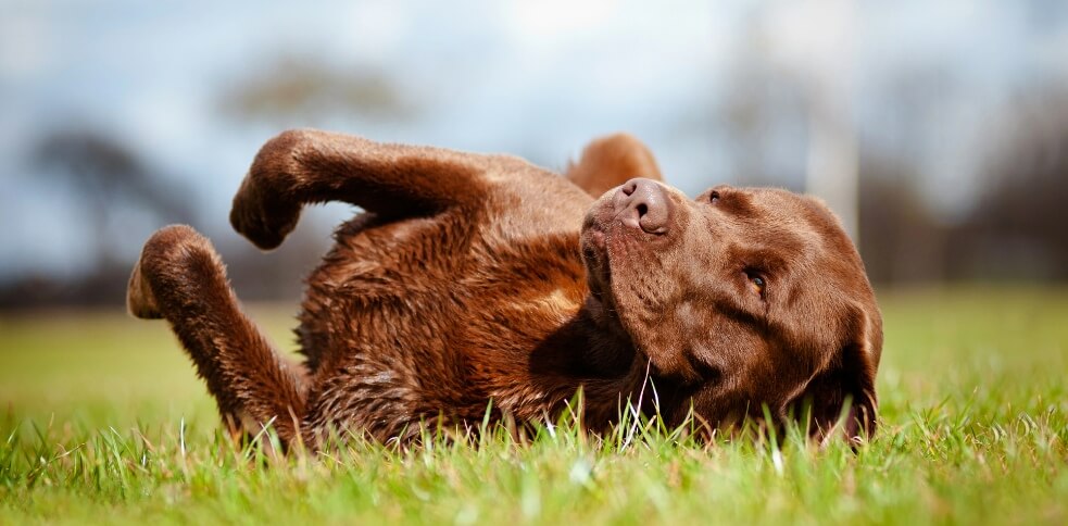 Image showcasing Why Do Dogs Roll in the Grass? 5 Surprising Reasons - Canine Campus Dog ...