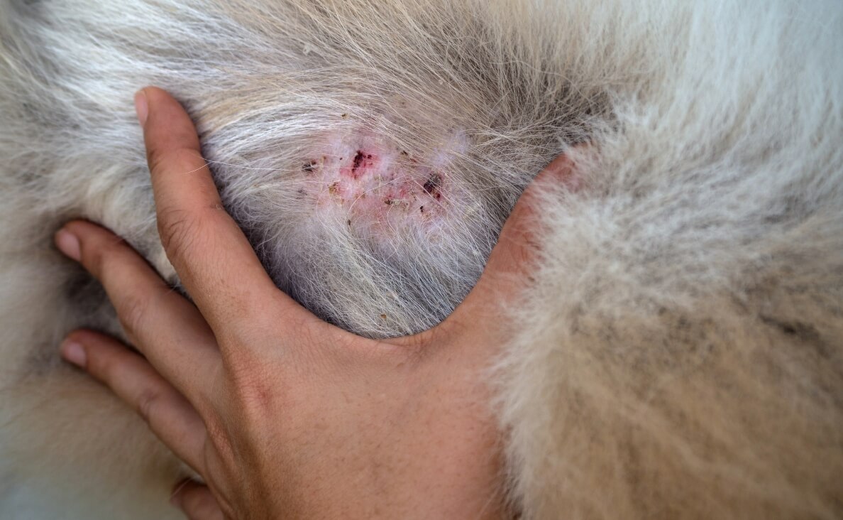 Canine Pyoderma - hand holding fur aside to see infection