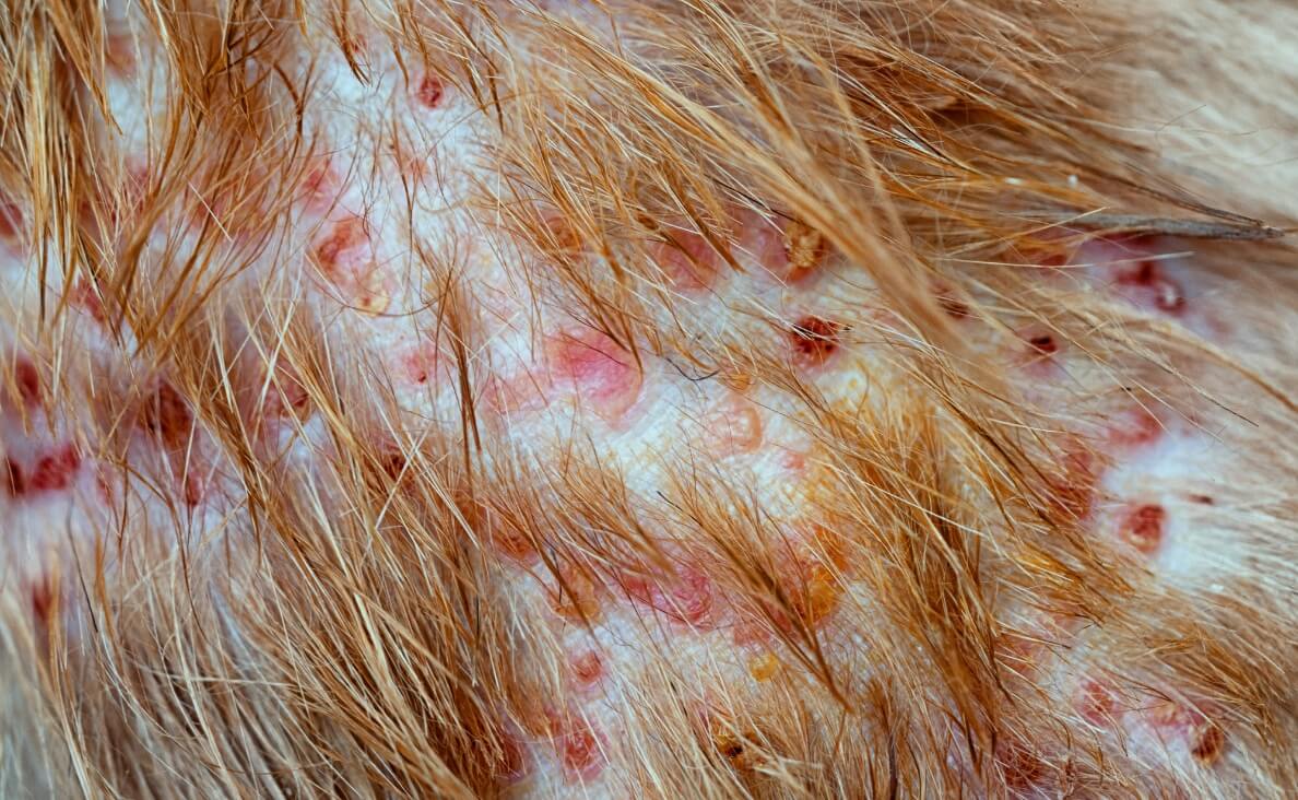 Canine Pyoderma large red spots